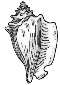 Conch Clipart - Tumundografico