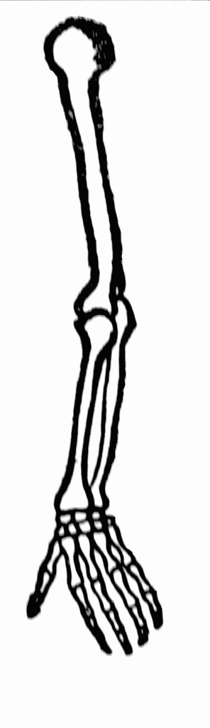 Human Bone Clipart