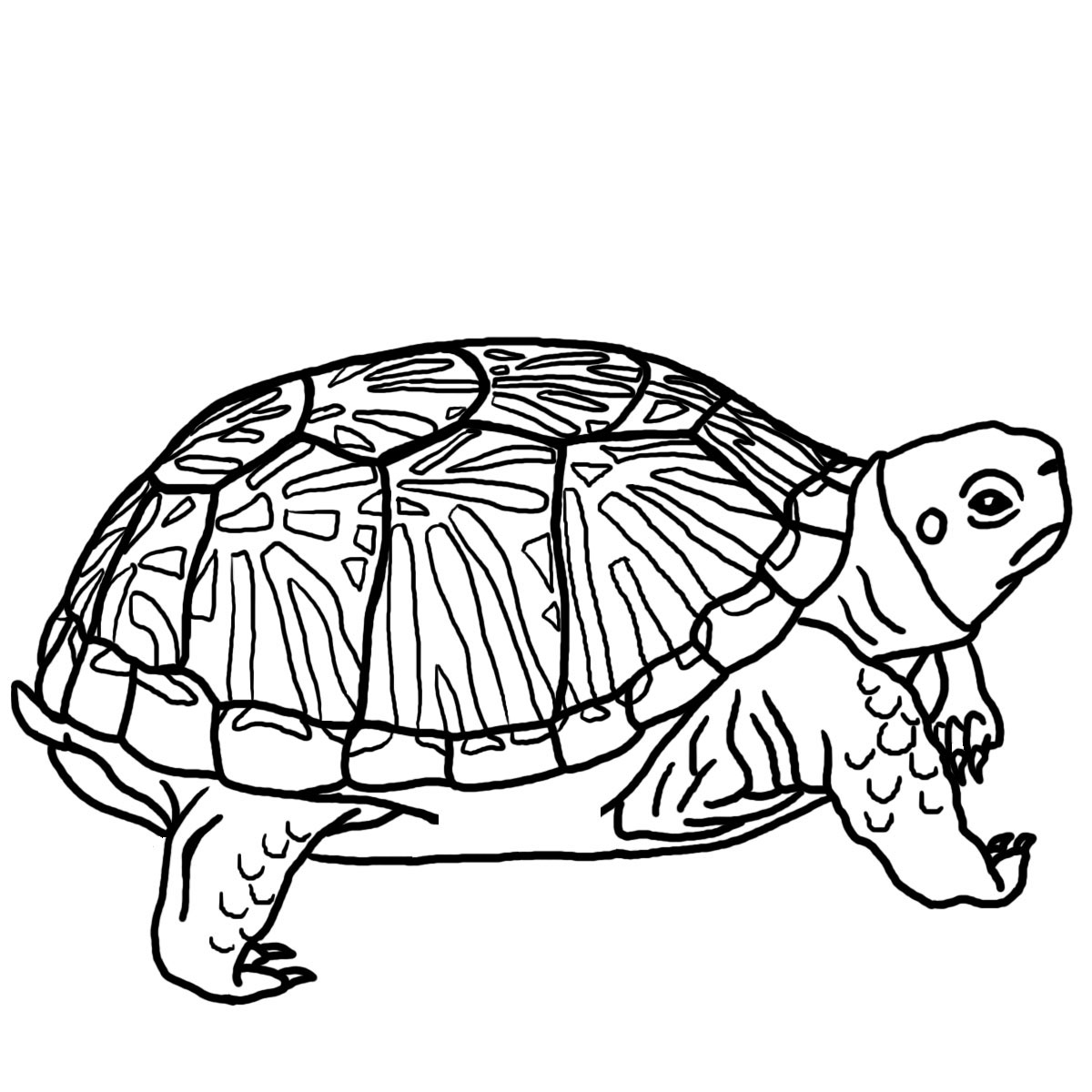 Draw Clipart Black & White Turtle - ClipArt Best