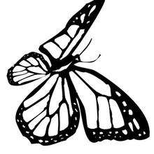 Monarch Butterfly Drawings - ClipArt Best