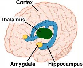 Amygdala Hijack | Emotional ...