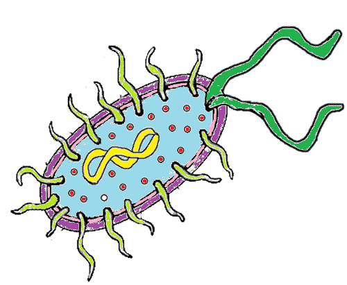 key) Bacteria (Prokaryote) Cell Coloring