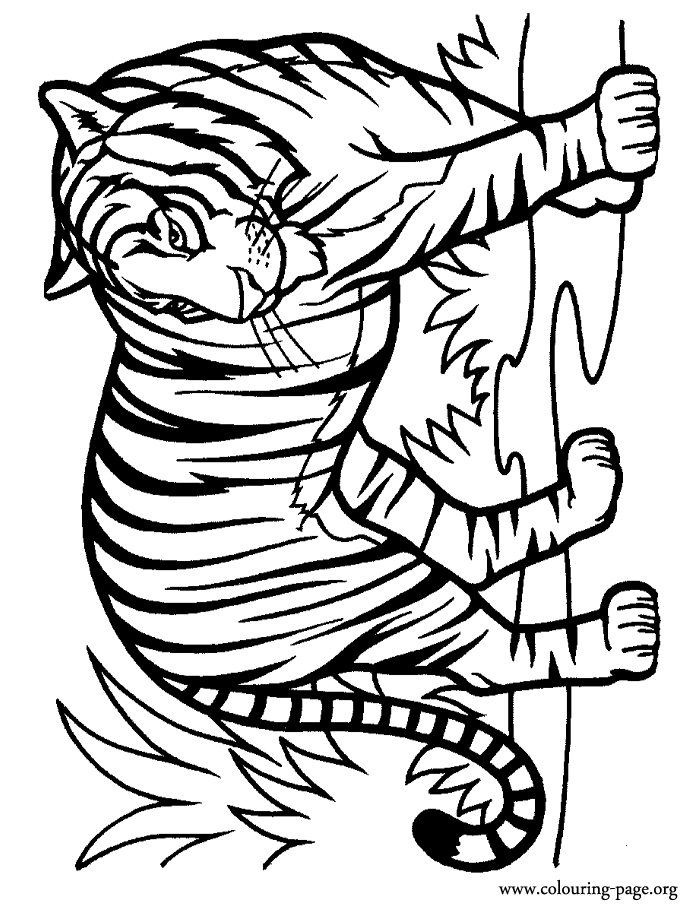 Cute Tiger Coloring Pages - AZ Coloring Pages
