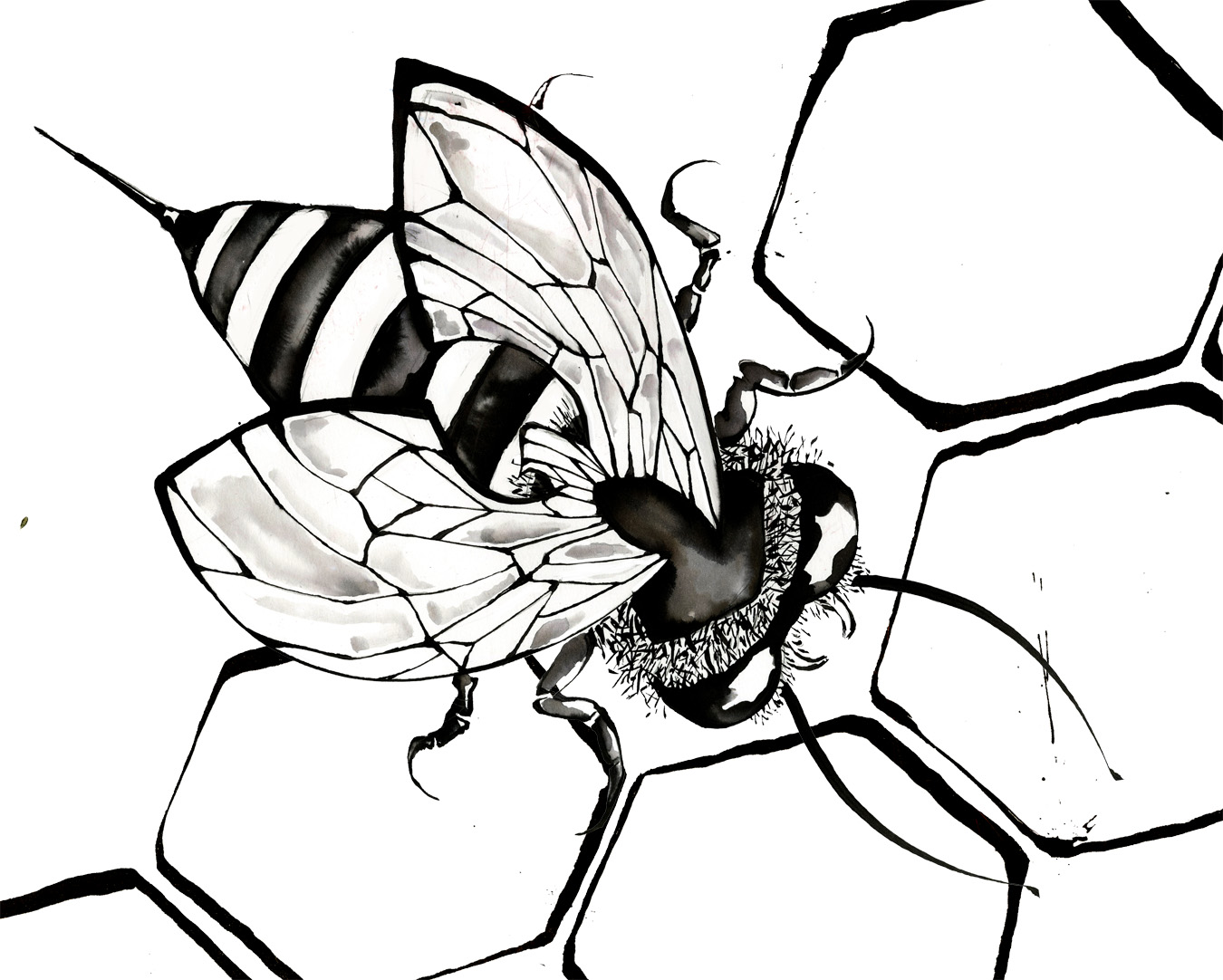 Draw Bumble Bee Coloring Pages How to Draw Bumble Bee Coloring ...