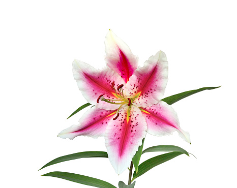 Stargazer Lily Pictures, Images and Stock Photos