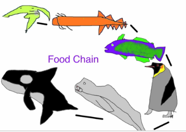 Mohammed @ Pt England School: Antarctica Food chain