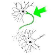 Biology 245 > Hawkinson > Flashcards > Nervous Tissue (Lab ...