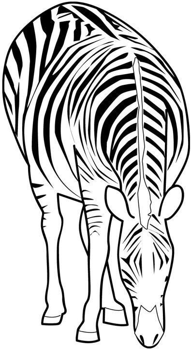 free-printable-pencil-drawings-of-zebras-clipart-best-clipart-best-clipart-best