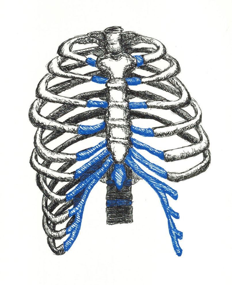 Rib Cage - Incomplete by NellFratelli on DeviantArt