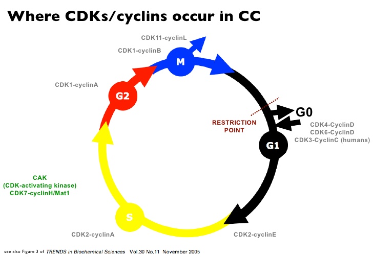 Introduction to the Cell Cycle (Tutorial)