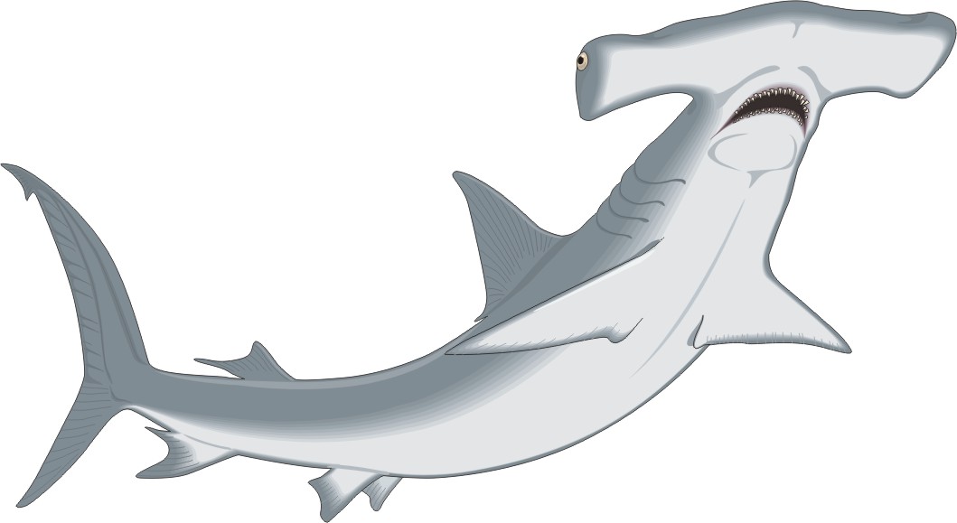 Hammer Shark Clipart - ClipArt Best