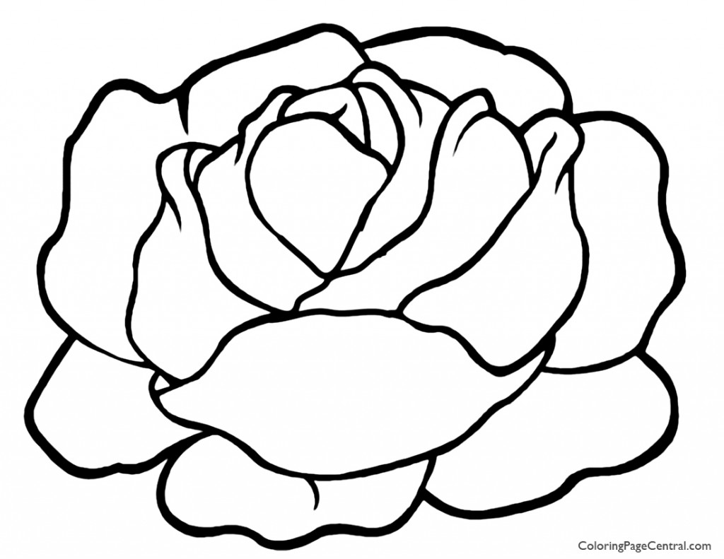 Lettuce 01 Coloring Page | Coloring Page Central