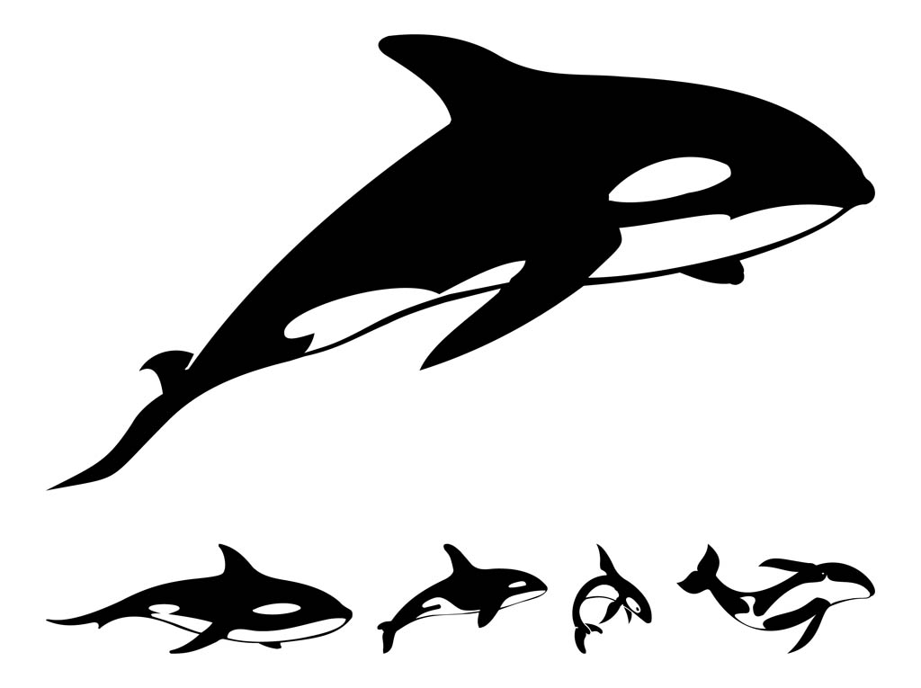 Killer Whale Clipart