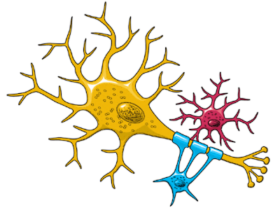 neuron color - Free Clipart Images