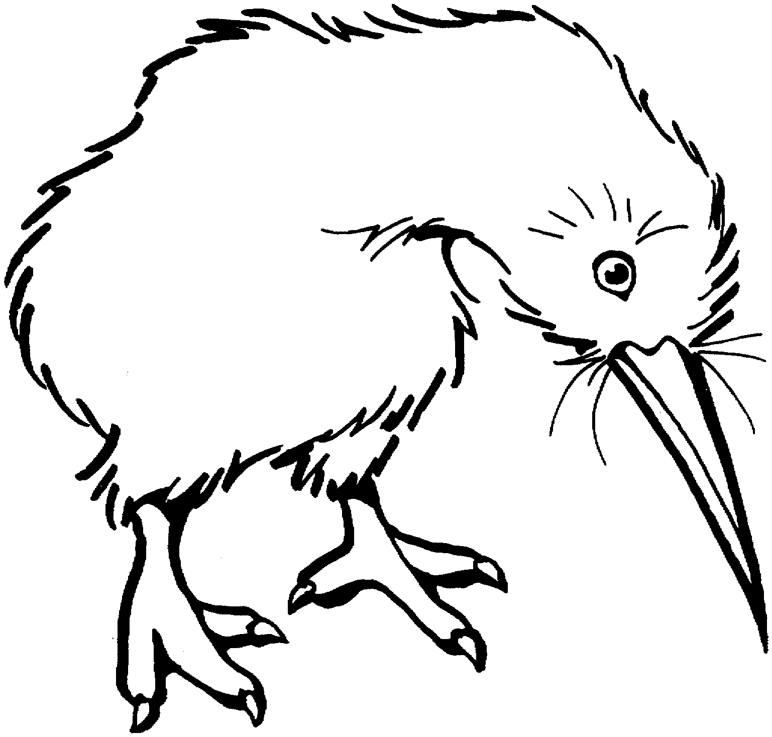 Kiwi Bird Drawing - ClipArt Best