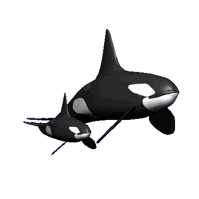 Great Animated Orca And Killer Whale Gifs at Best Animations