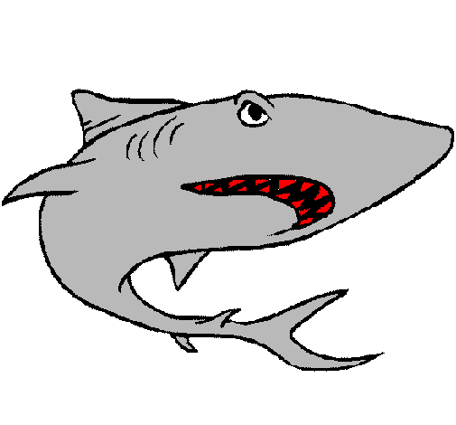 Requin Dessin - ClipArt Best