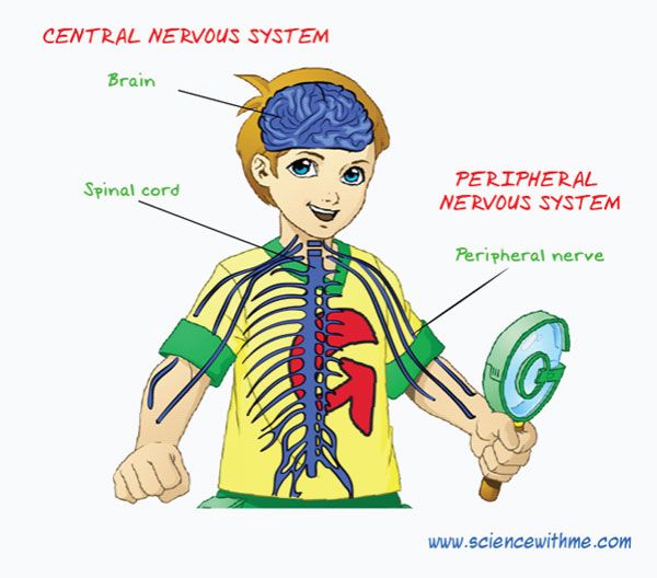 1000+ images about Nervous System | Nervous system ...