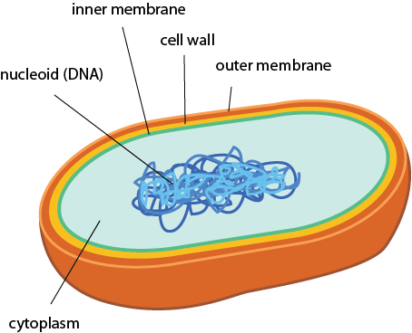 Prokaryotic Bacterial Cell Diagram - Juanribon.com