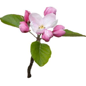 FL_NS Flower Apple Blossom 1.png - Polyvore