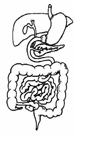 Unlabeled Cell Diagram Clipart - Free to use Clip Art Resource