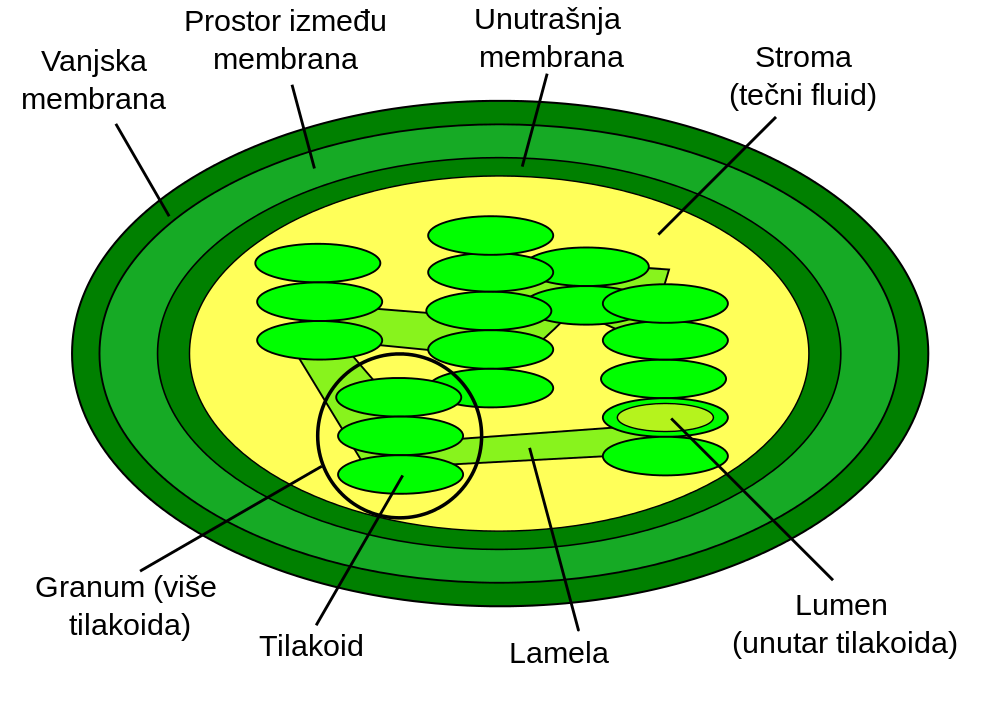 File:Chloroplast diagram bs plain.svg