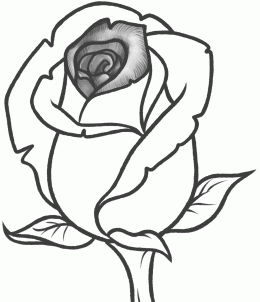 How to Draw a Rose Bud, Rose Bud, Step by Step, Flowers, Pop ...