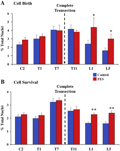 Functional electrical stimulation helps replenish progenitor cells ...