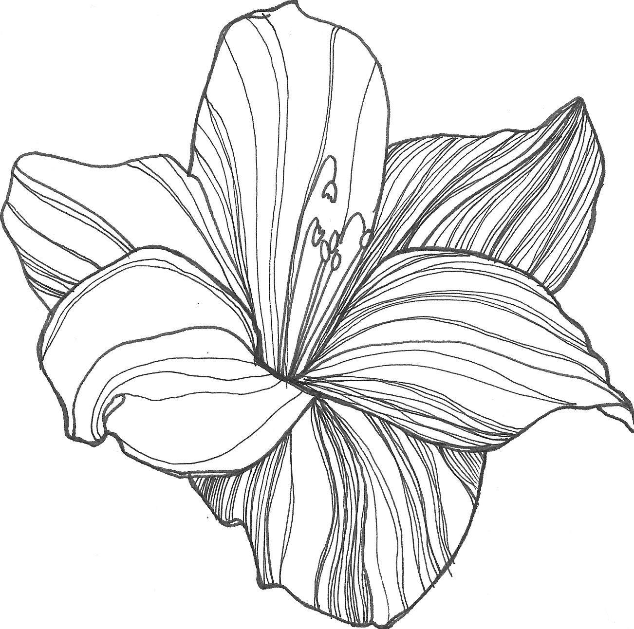 lily flower drawing