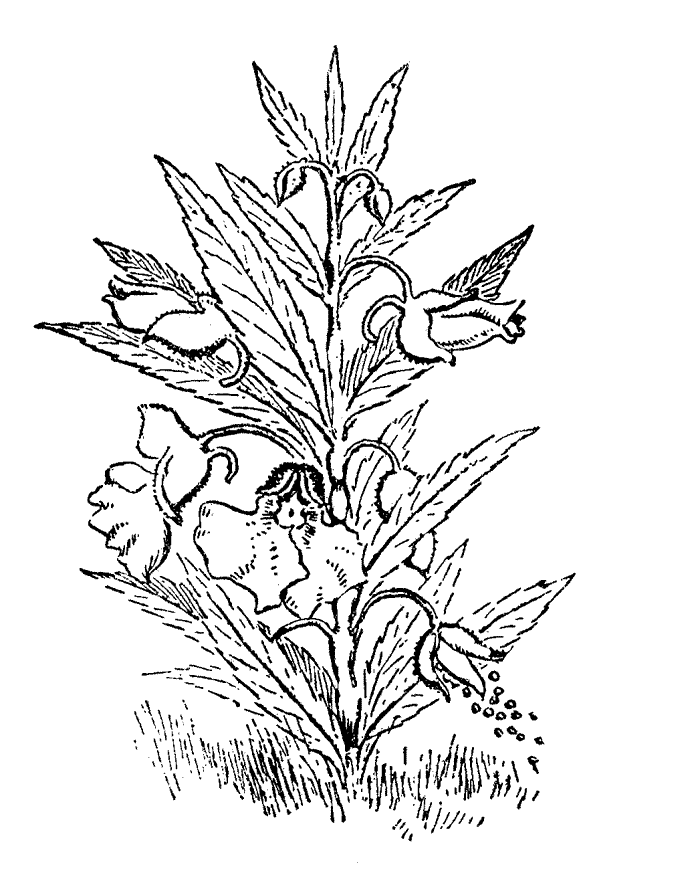 Flower Coloring Pages