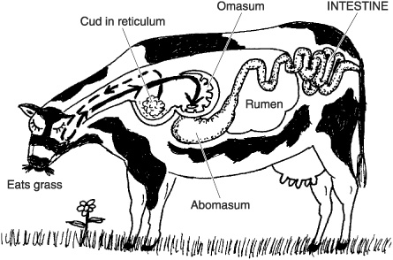 Diagram Of A Ruminant Animal(cow) - ClipArt Best