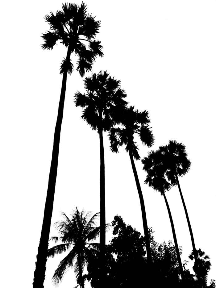 Palm Trees Drawings - ClipArt Best - ClipArt Best