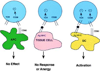 A Concise History of Immunology