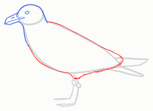 How to Draw Seagulls, Step by Step, Birds, Animals, FREE Online ...