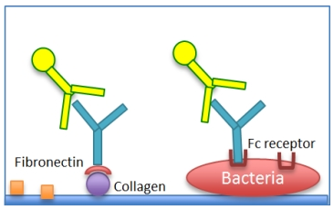 ChonBlock: A Solution to False Positive Reactions in ELISA