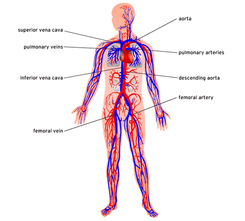 CIRCULATORY SYSTEM - Mind42: Free online mind mapping software