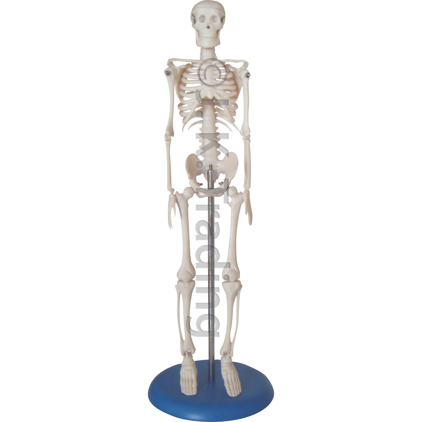 mini skeleton figure