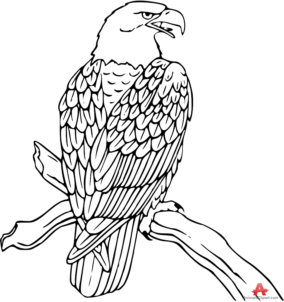 Bald Eagle on Tree Branch Outline Clipart | Free Clipart Design ...