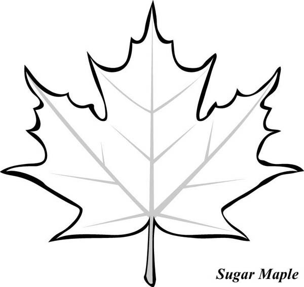 Maple Tree Leaf Coloring Page Awesome Picture Of Maple Leaf ClipArt Best ClipArt Best