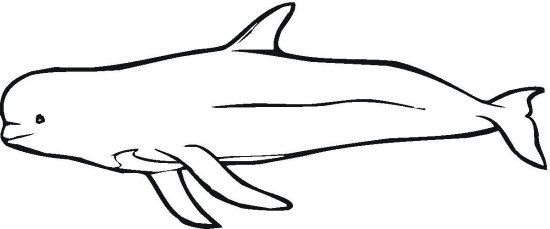 Beluga Whale Colouring Pages - Educational Coloring Pages