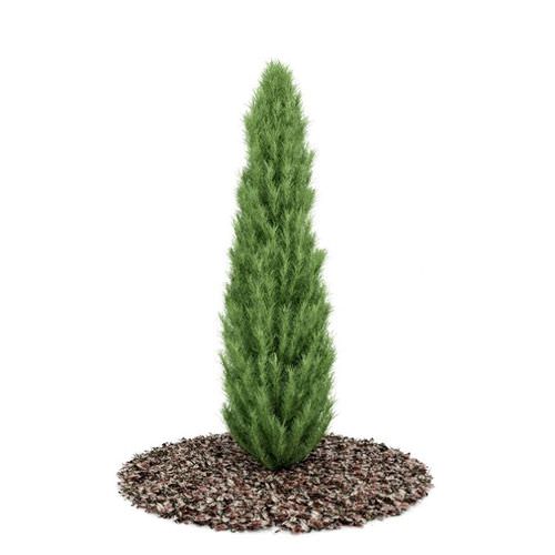 Small Conifer Tree 3D Model OBJ | CGTrader.com