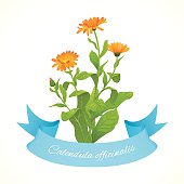 Yellow Marigold Flower Clip Art Download 1,000 clip arts (Page 1 ...