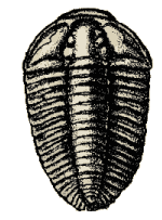 Trilobite Silhouette - ClipArt Best