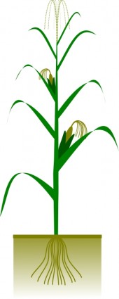 Corn Stalk Vector - ClipArt Best