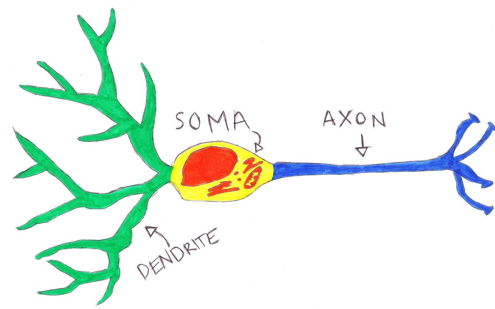 neuron - Dictionary