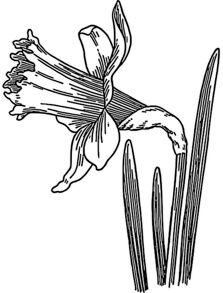 Free Daffodil Clipart - Public Domain Flower clip art, images and ...