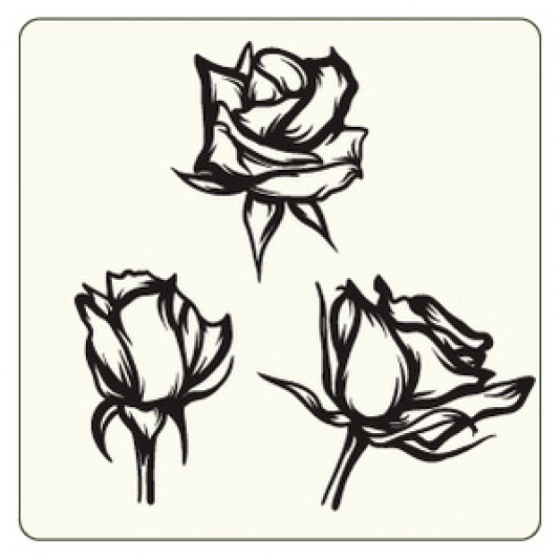 black white rose vector | Download free Vector