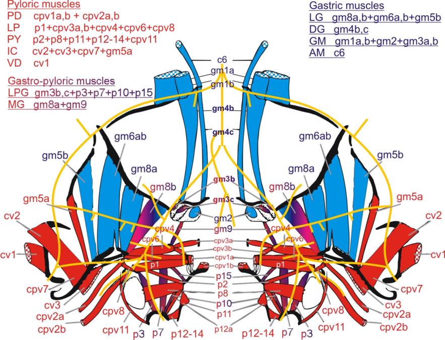 Crab Stomatogastric Nervous System - NeuronBank