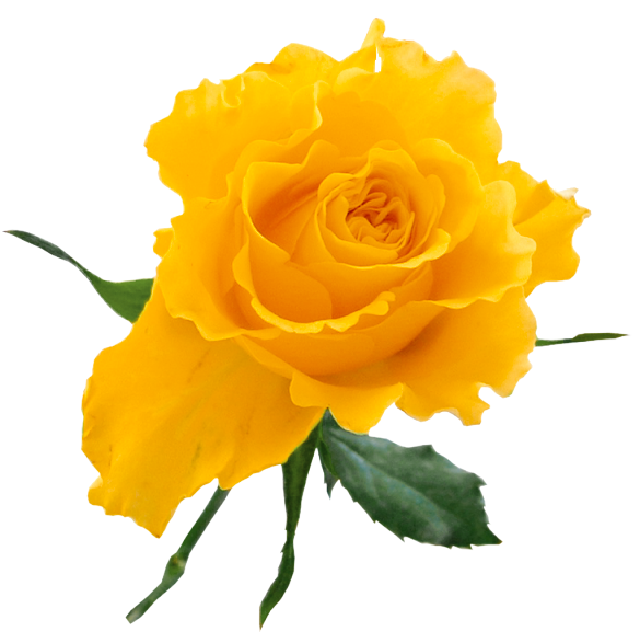 Yellow Rose Clipart