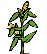 Free Corn Stalk Clipart